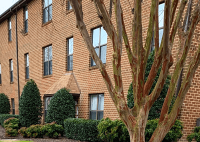 A tree stands in front of an apartment complex, contributing to the greenery and aesthetic appeal of the surroundings.